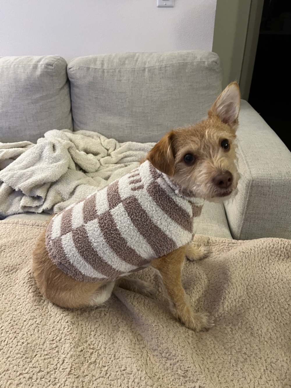 Barefoot Dreams Striped Tan and White Dog Sweater - Picture 2 of 6